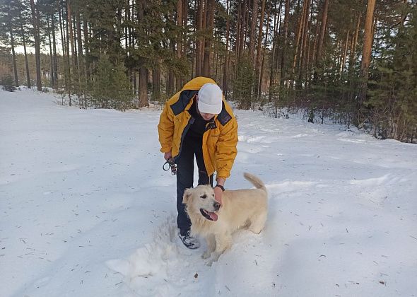 Владельцы собак просят оборудовать площадку для дрессировки четвероногих. Собирают подписи