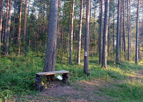 В Черемухово есть тропа с лавочками и кормушками. Здесь чисто, потому что не мусорят