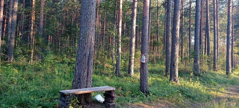 В Черемухово есть тропа с лавочками и кормушками. Здесь чисто, потому что не мусорят