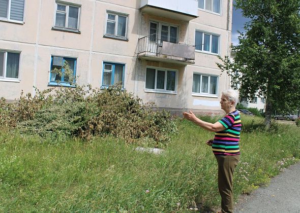 Сирени, посаженные в память о погибшем сыне, спилили. Все по закону?