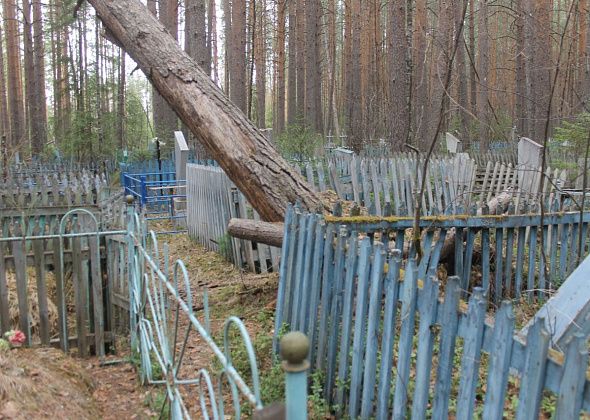 Администрация уточнит принадлежность сосны, упавшей на старом кладбище. Проблему постараются решить