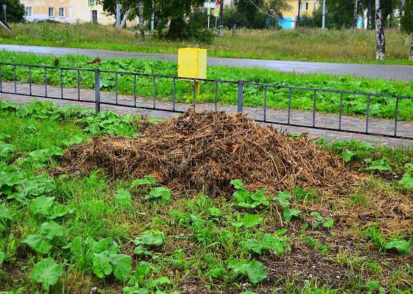 Североуралец негодует из-за репейника и гниющих куч в "Роще памяти'"