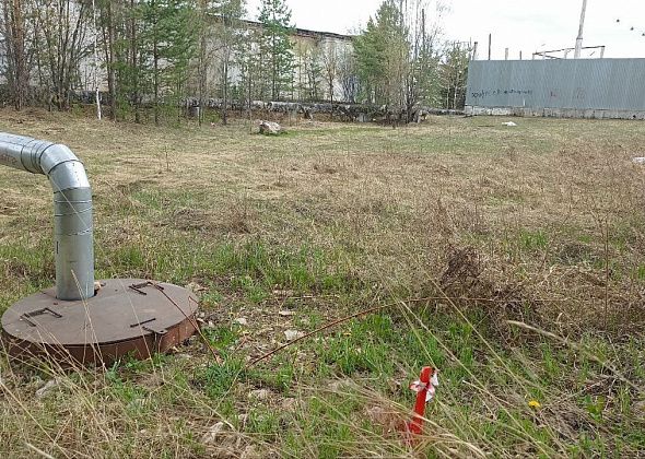 В сосновом бору планируют строить Дворец единоборств. Народ не хочет, чтобы вырубали деревья