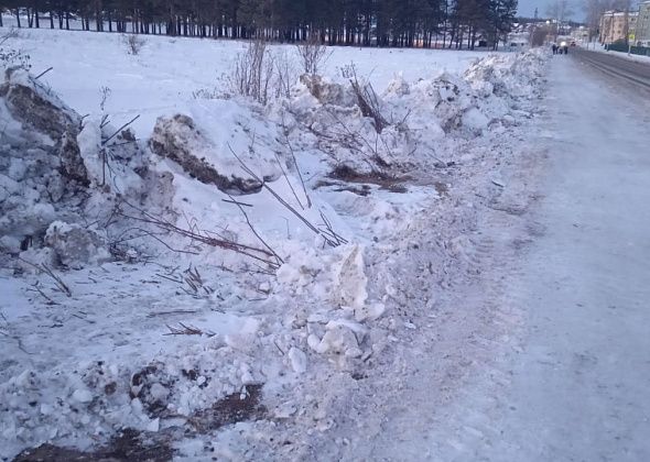 Рябинки, посаженные волонтерами вдоль старого кладбища, заваливают снегом