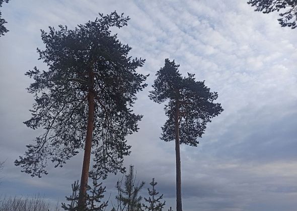 Приметы на 15 марта. Не гуляем на ветру, покупаем красную герань