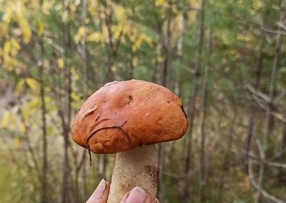 Сентябрь на исходе, а грибы в лесу еще попадаются (фотофакт)