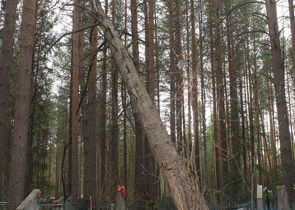 На Радоницу североуральцы посещали и старое кладбище. Жалуются на нечищенную дорогу и упавшую сосну