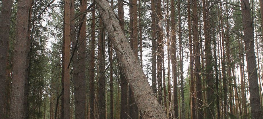 На Радоницу североуральцы посещали и старое кладбище. Жалуются на нечищенную дорогу и упавшую сосну