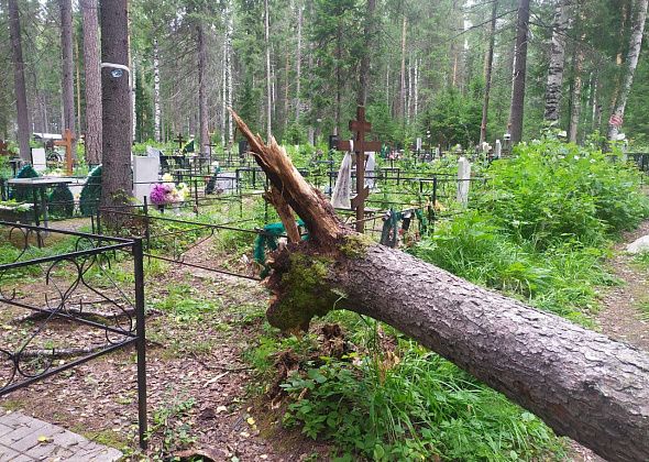 На кладбище повалило сосну. Упала она удачно, мимо памятников (фотофакт)