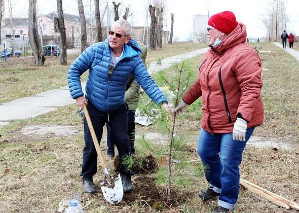 Субровчане посадили кедры на Аллее Труда и уверены, что они приживутся