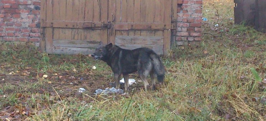 Глава города Светлана Миронова считает, что большое количество бродячих собак - это вина людей