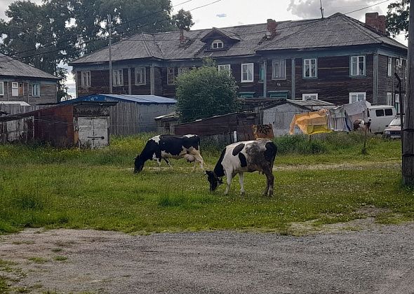 «Хозяева на поселке – собаки и коровы!»