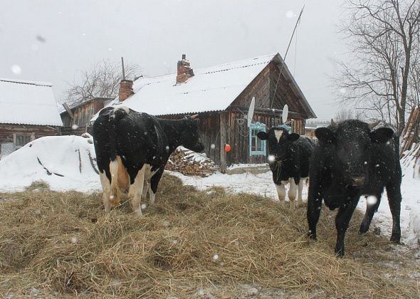 Стихи от кальинца Валерия Костина - в ответ на просьбу читательницы, призывающей писать в позитиве