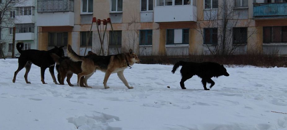 Североуральский суд взыскал очередную компенсацию в интересах покусанного собакой ребенка