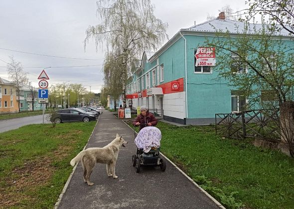 Ищут подрядчика для отлова животных без владельцев. Стоимость контракта - 800 тысяч рублей