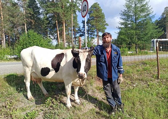 Марта, Мурка, Каруселька… Забойщик и депутат рассказал, как решил обзавестись хозяйством