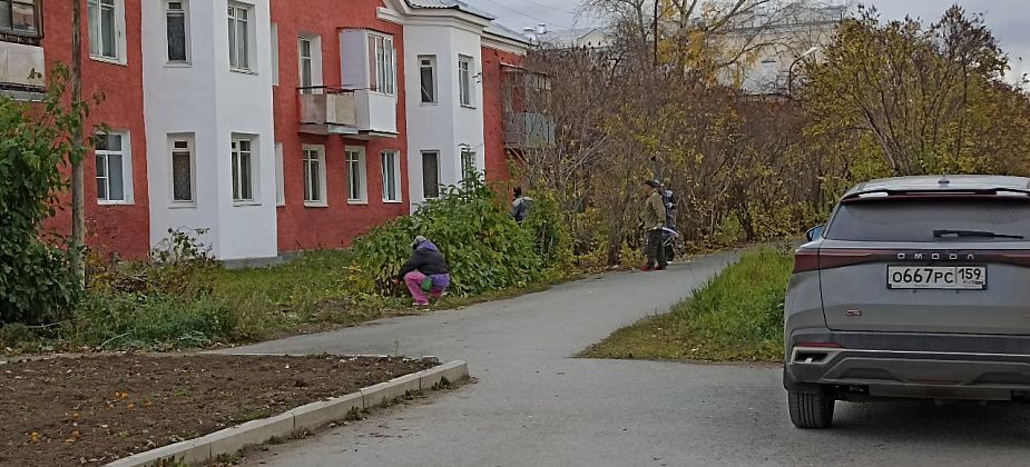 В Североуральске кронируют сирени и расчищают поросль на улицах Мира и Чайковского